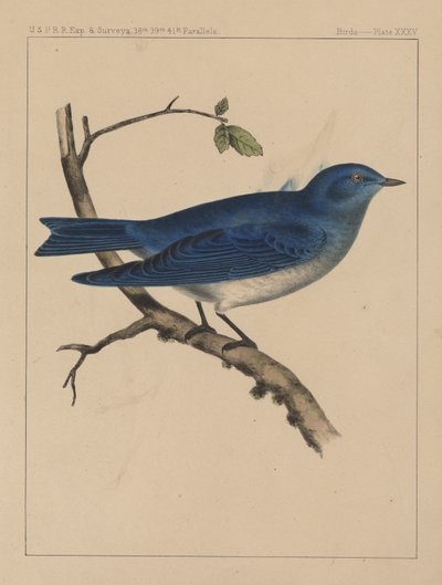 Birds, Plate XXXV by American School